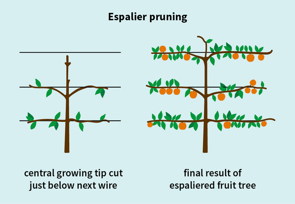 espalier pruning cut