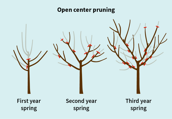 open center pruning