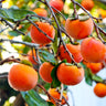 Fuyu Persimmon Tree California