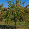 Gala Apple Tree