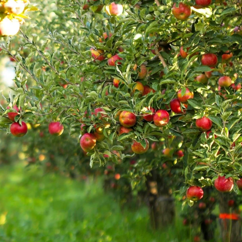 Gala Apple Tree