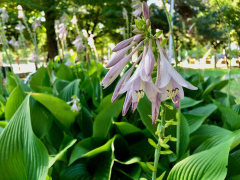 hosta flowers