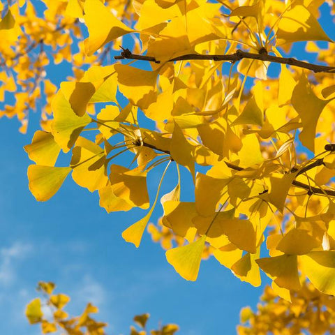 Golden Ginkgo Tree leaves against a bright blue sky