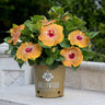 Gold Digger™ Hollywood® Hibiscus