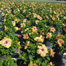 Gold Digger™ Hollywood® Hibiscus