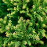 Golden Promise Japanese Cedar