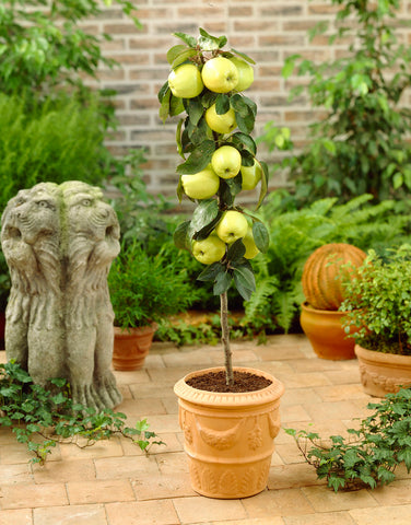Golden Sentinel Columnar Apple Tree with ripe apples in a garden setting.