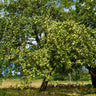 Granny Smith Apple Tree