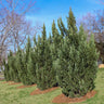 Green Rocket Leyland Cypress