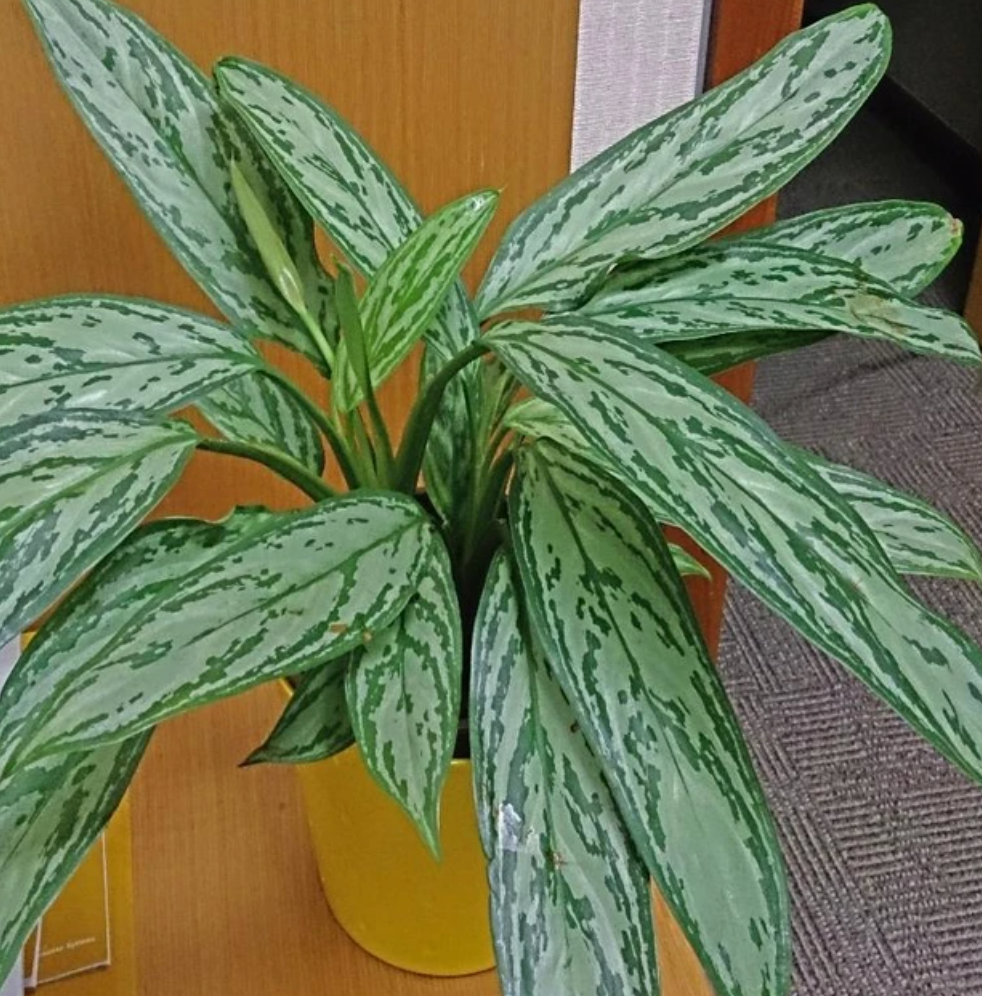 Green Chinese Evergreen