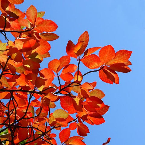 Vibrant red-orange leaves of a Black Gum Tree against a clear blue sky