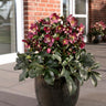 Ice N’ Roses® Red Hellebore