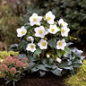 Ice N’ Roses® White Hellebore