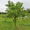 Harvester Peach Tree