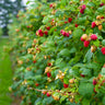 Heritage Everbearing Raspberry - USDA Organic