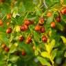 Honey Jar Jujube Tree