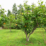 Hosui Asian Pear Tree