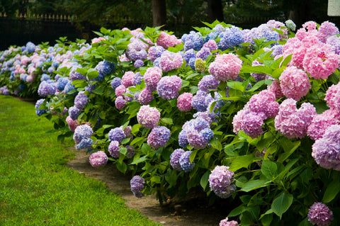 Blooming Endless Summer Hydrangea in a vibrant garden