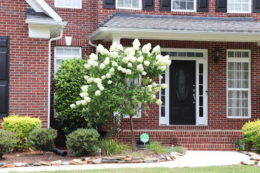 Hydrangeas can be pruned into tree form for a dramatic landscape statement.