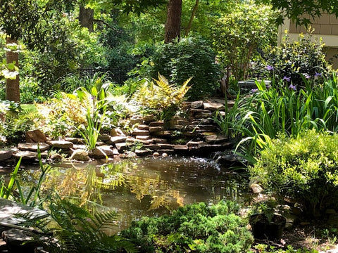 Serene fish pond surrounded by bamboo and native Japanese plants.