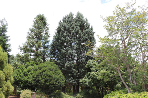 Arizona Cypress tree amidst lush greenery under a cloudy sky.