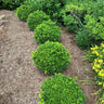 NewGen Independence® Boxwood