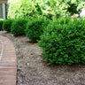 NewGen Independence® Boxwood