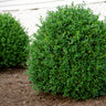 NewGen Independence® Boxwood