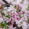 Indian Summer Crabapple Tree