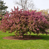 Indian Summer Crabapple Tree