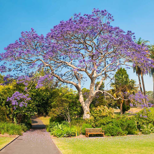 Jacarandas are a flowering tropical tree with vibrant purple blooms