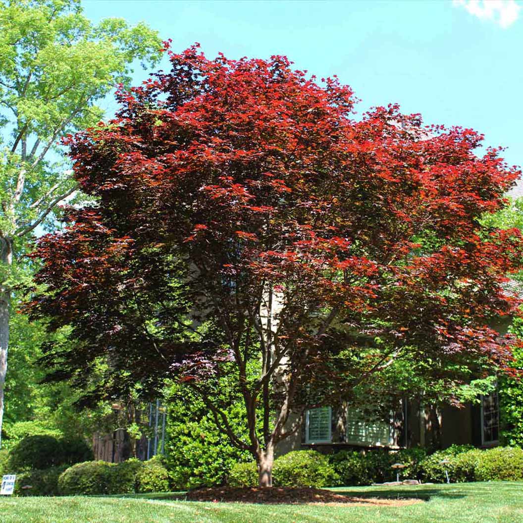 Emperor Japanese Maple Tree