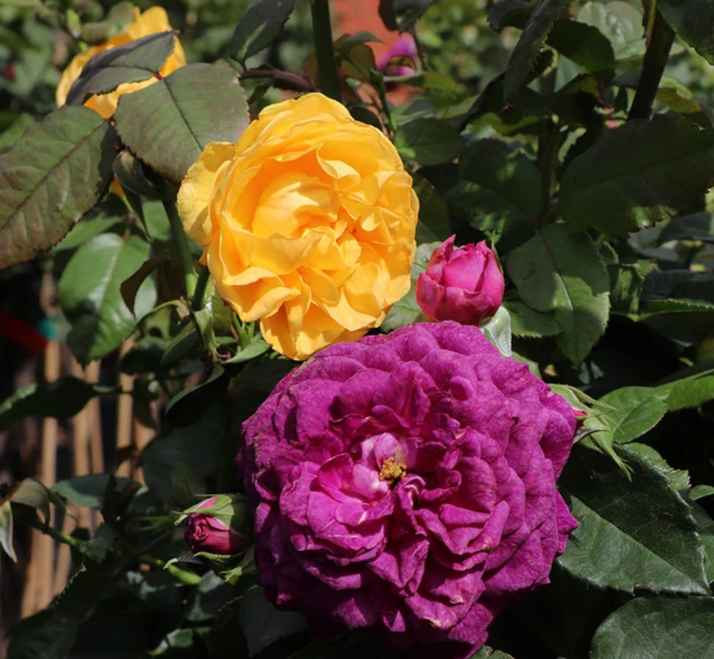 Julia Child and Ebb Tide™ Two-fer® Rose Tree