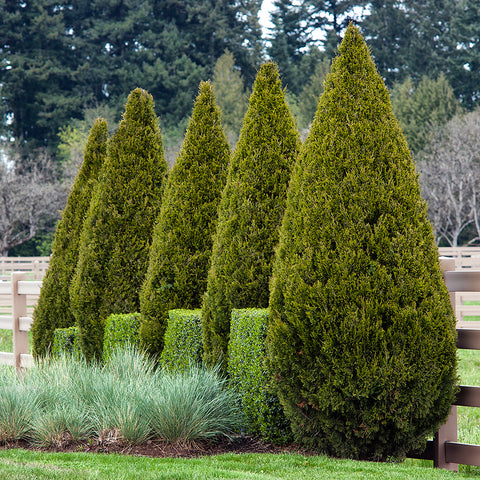 Spartan Juniper trees in a neat row with lush green foliage