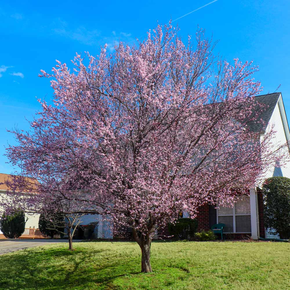 Pink Flush, Flowers, The Blossom House