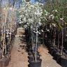 Kieffer Pear Tree