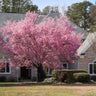 Kwanzan Cherry Tree