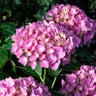 L.A. Dreamin® Hydrangea