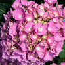 L.A. Dreamin® Hydrangea