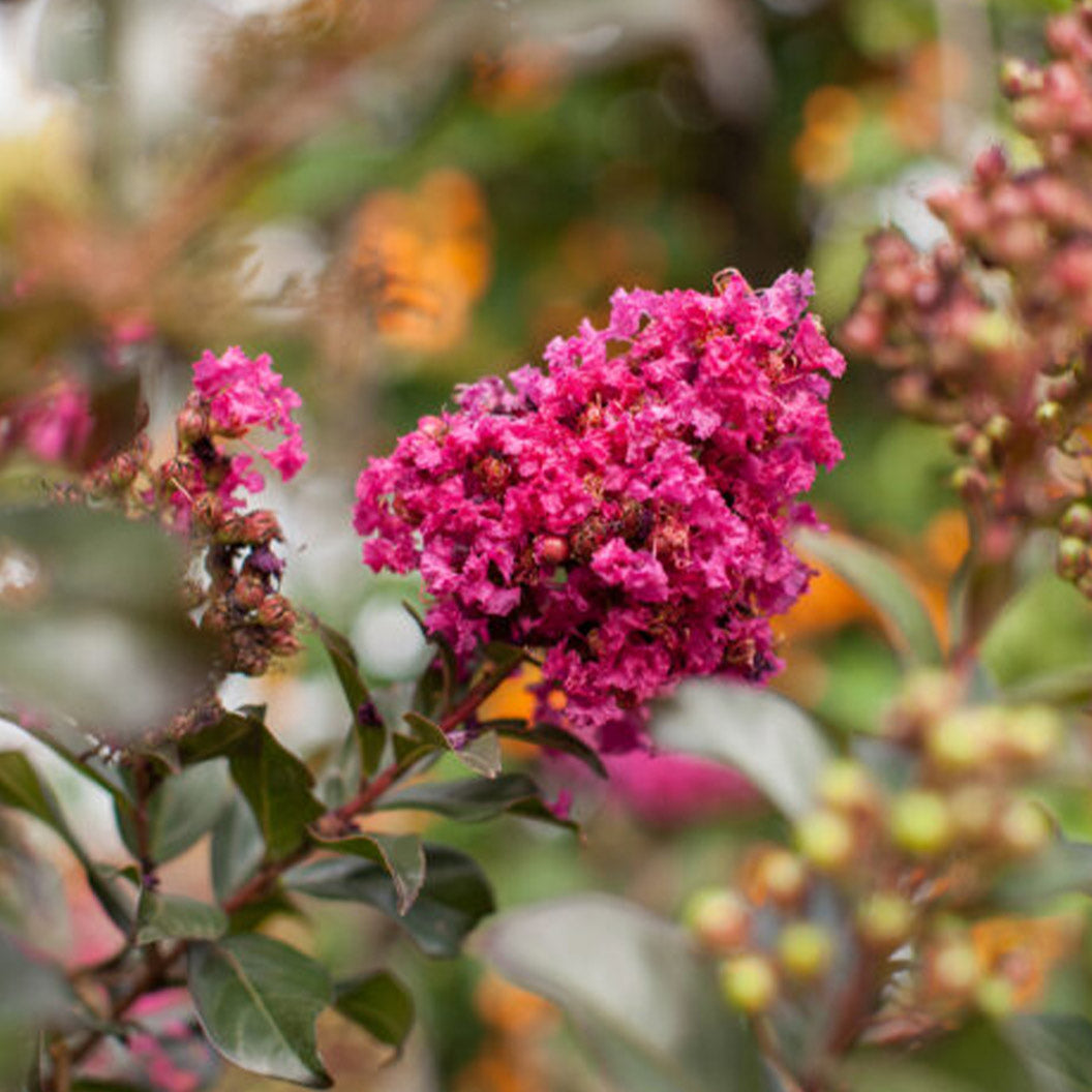 #2 - First Editions® Plum Magic™ Crape Myrtle