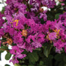 Bellini® Grape Crape Myrtle