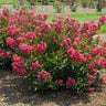 Bellini® Raspberry Crape Myrtle