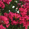 Bellini® Raspberry Crape Myrtle