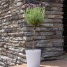 Lavender Standard Topiary Tree