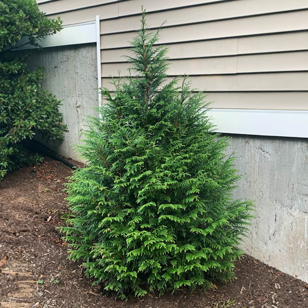 Leprechaun™ Arborvitae