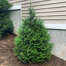 Leprechaun™ Arborvitae