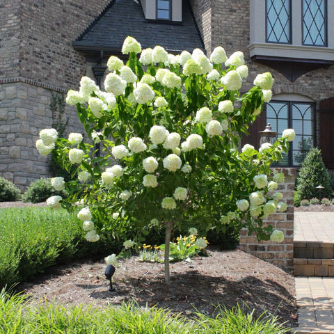 Limelight Hydrangea with lush green leaves and white blooms