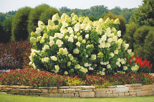 Limelight hydrangeas feature panicle blooms in cream-to-lime-green hue