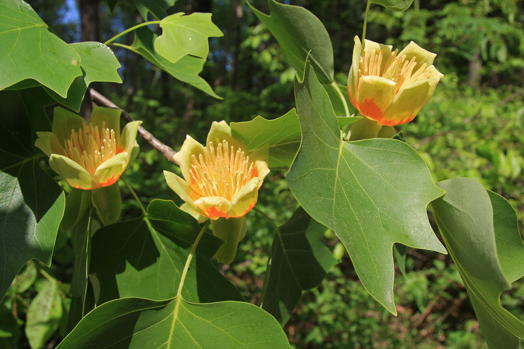 Tulip Poplar