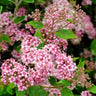 Little Princess Spiraea